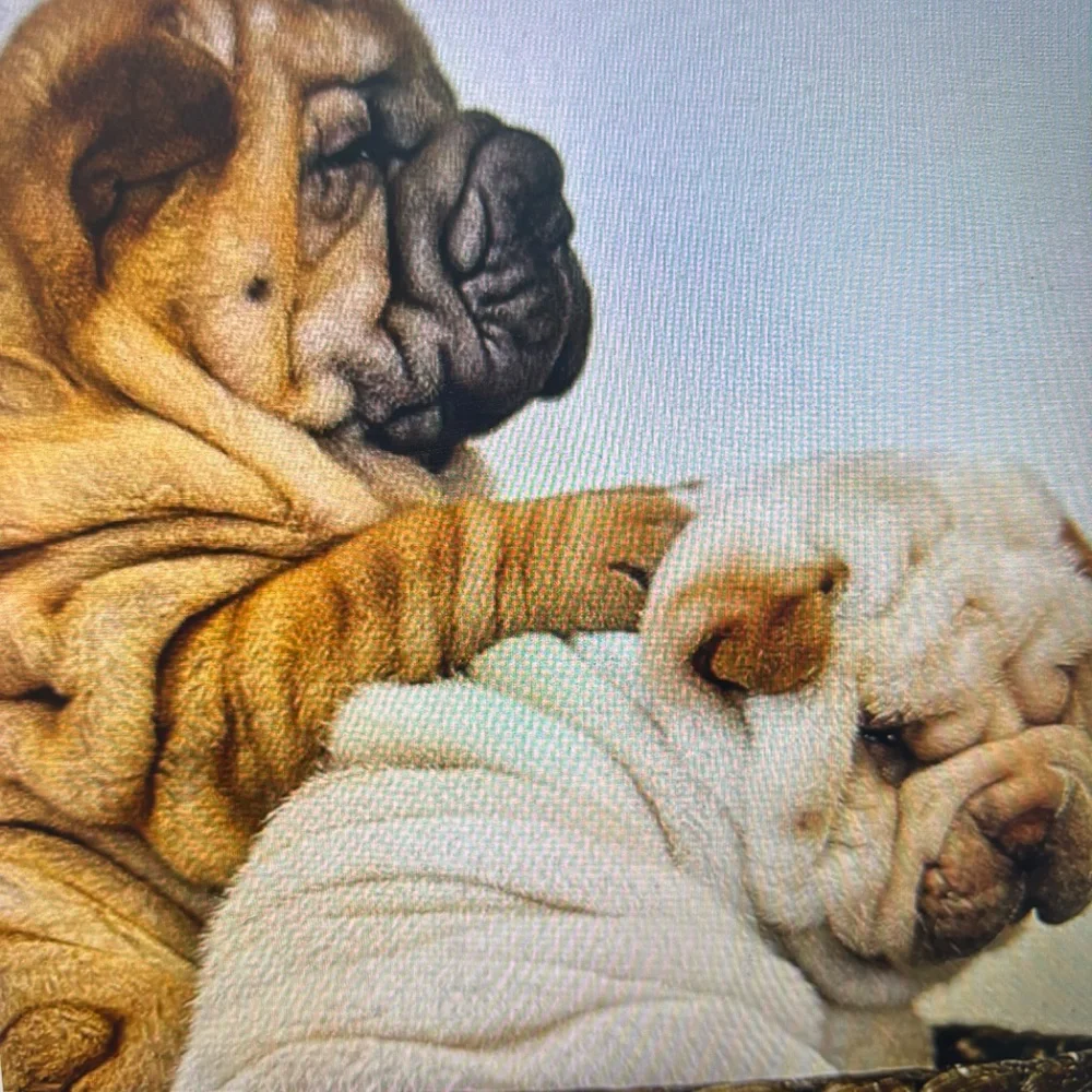 STINGRAY THAILAND -NWT$365.00 - Picture 12 of 16